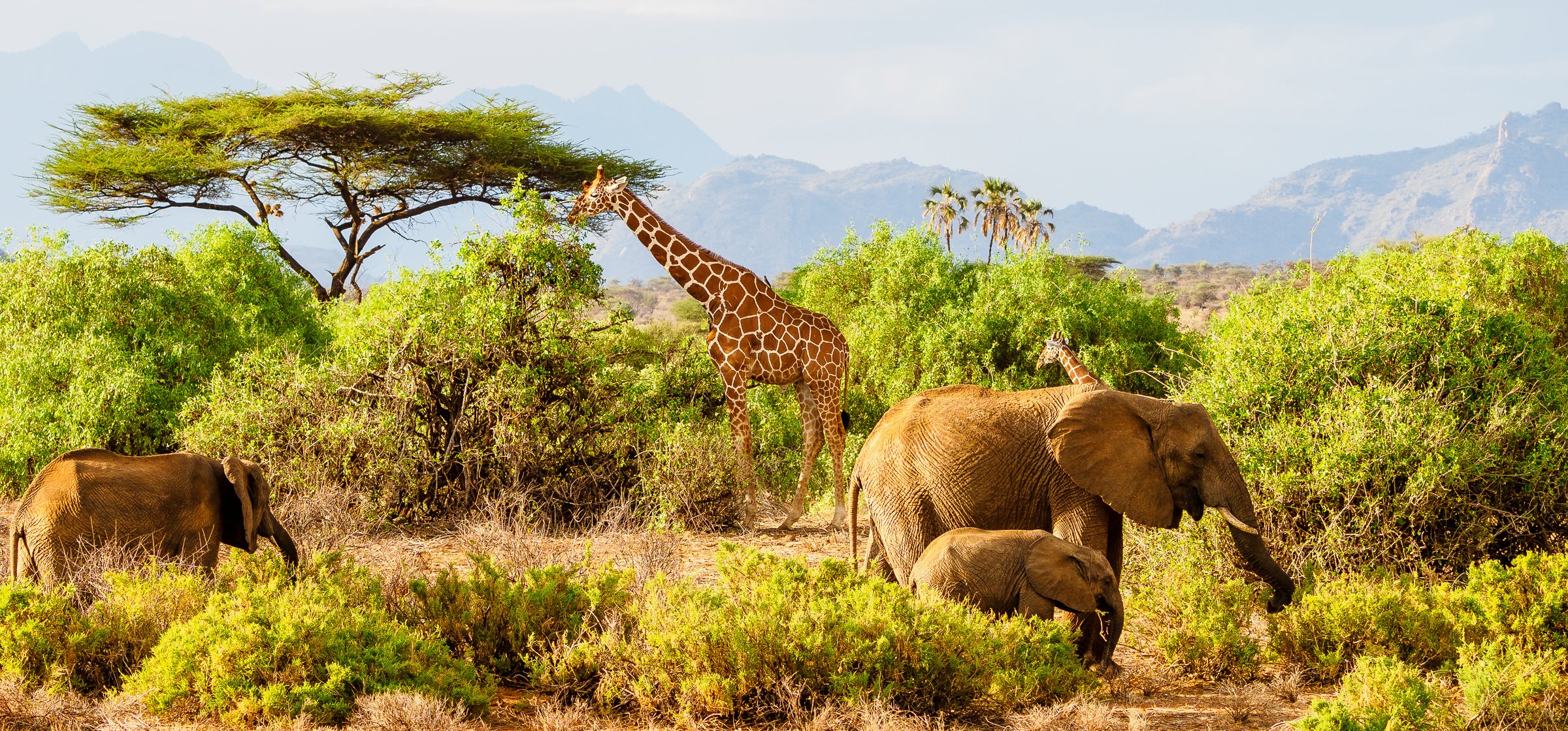 Samburu National Reserve lodges