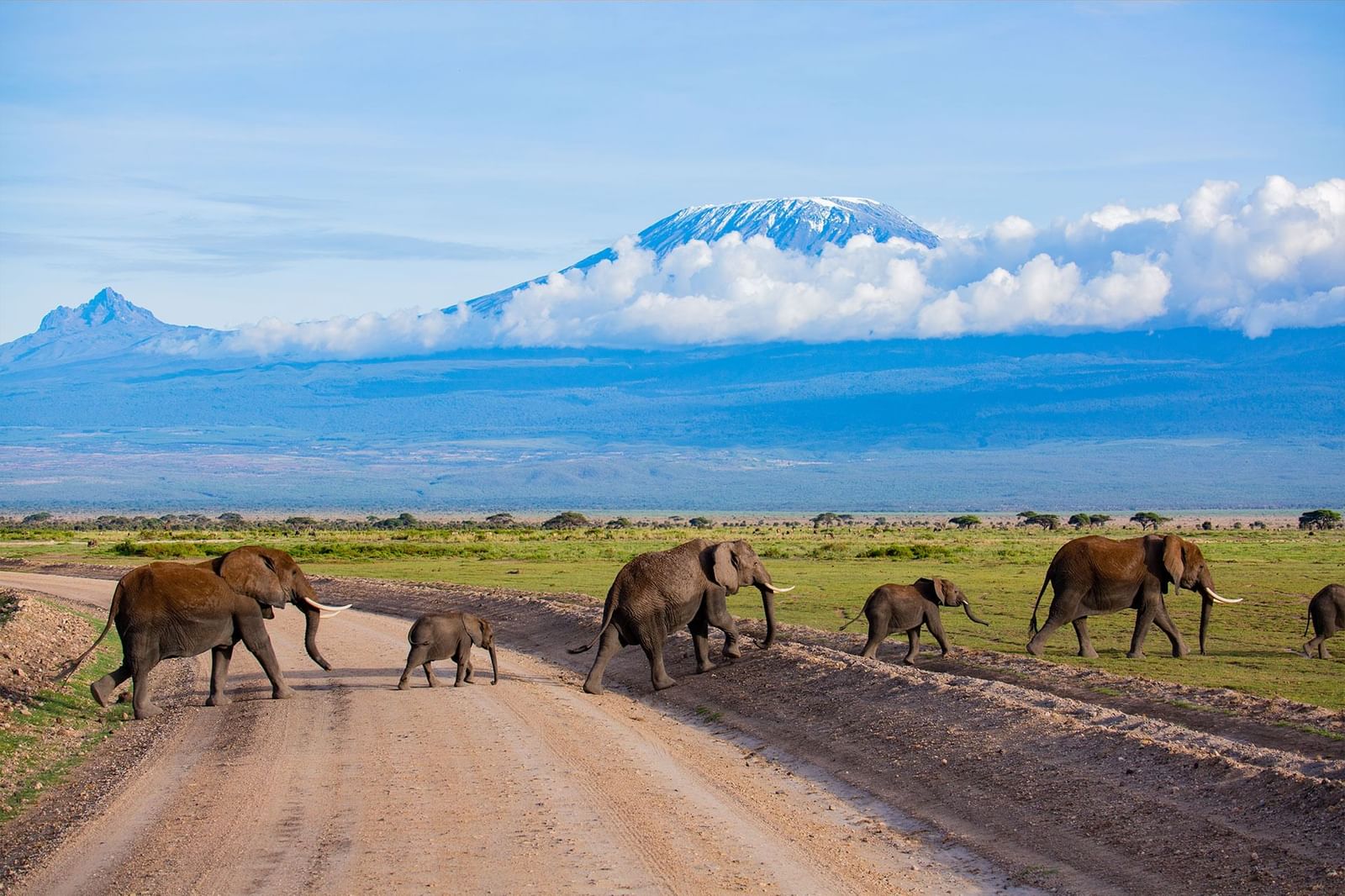 Amboseli Elephant Safari